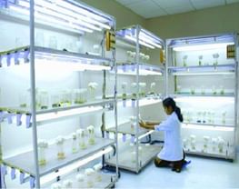 Regional Ayurveda Institute for Fundamental Research - [RAIFR]