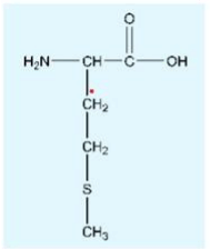 Methionine Structure