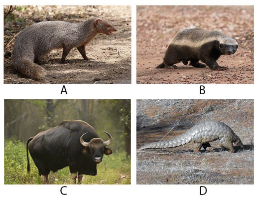 animals