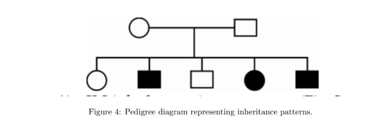 Pedigree diagram representing inheritance patterns.