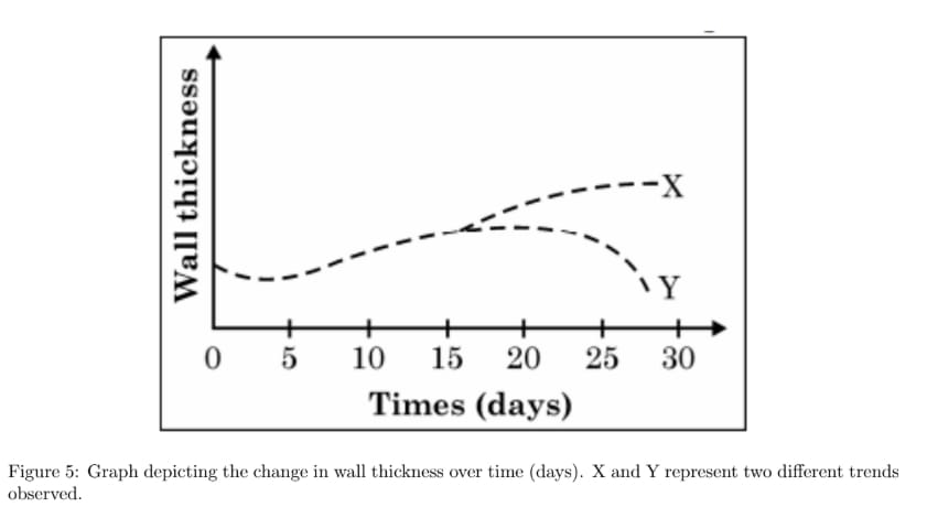 Graph depicting the change in wall thickness over time (days).