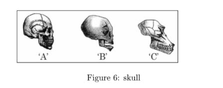 skull