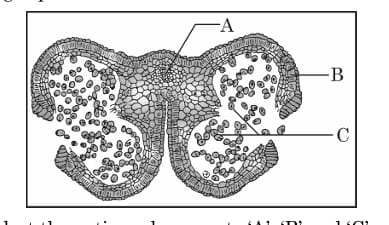 Transverse Section of a young anther of an  angiosperm