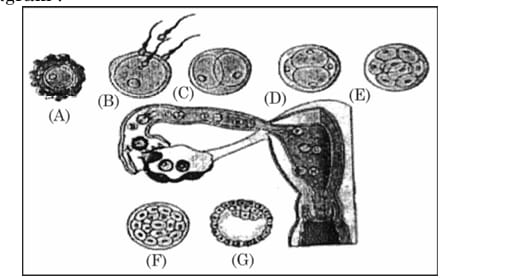 ovum, morula and  blastocyst in a human female reproduction system