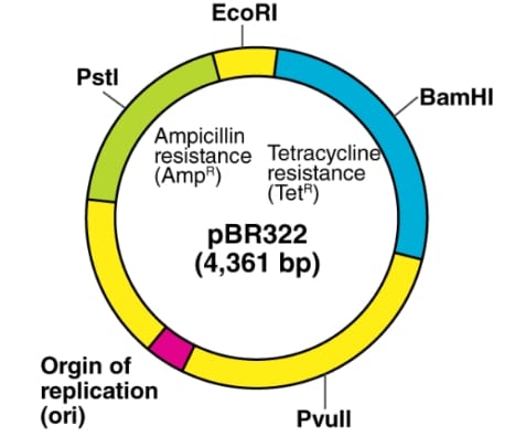 cloning vector pBR322 with labeled components: BamHI site, Ampicillin  resistance gene, Ori, and Rop gene.