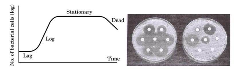 bacteria sample of certain number of bacteria