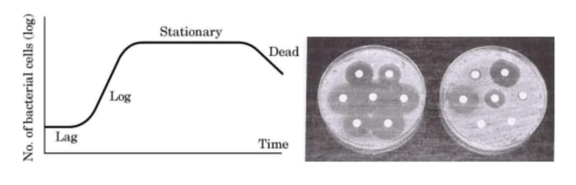 bacteria sample of certain number of bacteria is observed