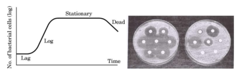 bacteria sample of certain number of bacteria